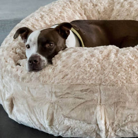 A brown and white dog laying in a plush beige dog bed.