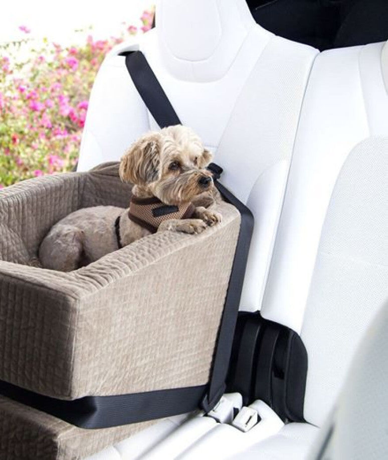 A small dog sitting in a velvet cushioned basket that has been strapped into a car seat with a seatbelt.