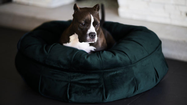 A brown and white dog laying on a green velvet plush dog bed.