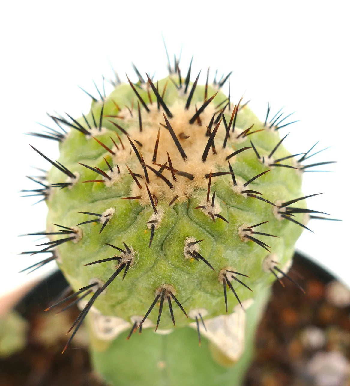 Planta híbrida de Copiapoa enxertada