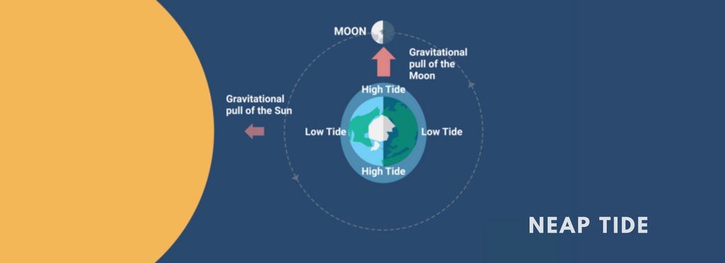 Neap tide info graphic, showing the position of the sun and moon during a neap tide