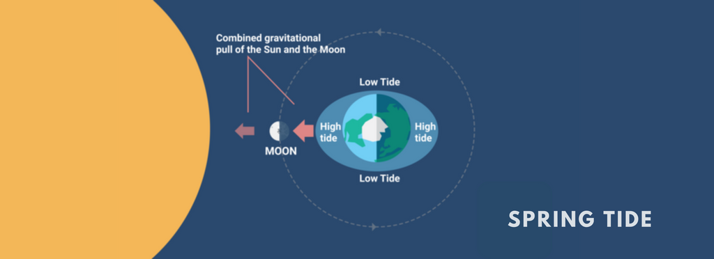 A Spring tide info graphic, showing the sun and moon in line, increasing gravitational pull