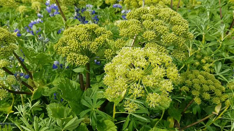 Organic Icelandic Angelica Archangelica has been studied for its benefits on bladder health. 