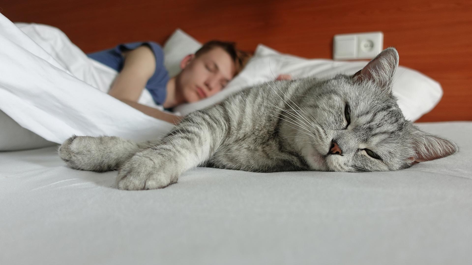 guy-lies-bed-with-scottish-fold-cat