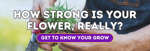 How strong is your grow really tcheck thc cbd cannabis at home potency testing equipment