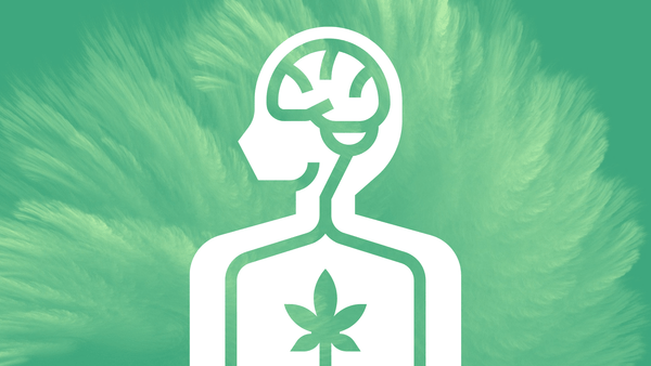 Learn about your endocannabinoid system with tCheck thc cbd potency tester