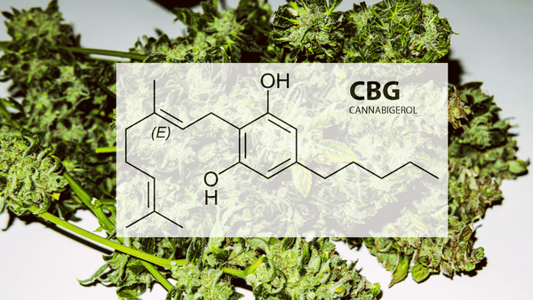 cbg cannabigerol cannabinoid cannabis tcheck thc cbd potency tester blog