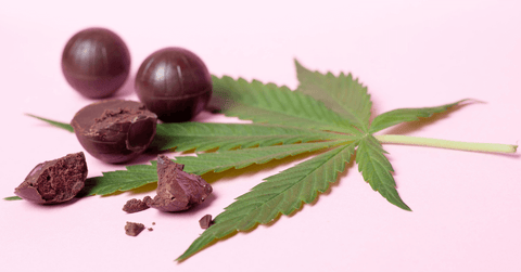 cannabis infused chocolate truffles tcheck thc cbd potency tester