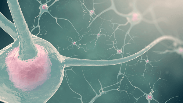 cb1 and cb2 receptors endocannabinoid and nervous system tcheck potency tester