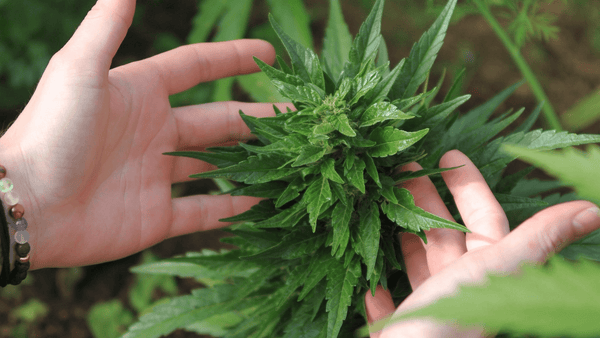 common mistakes for new growers growing your own cannabis test the potency with tcheck thc cbd potency tester