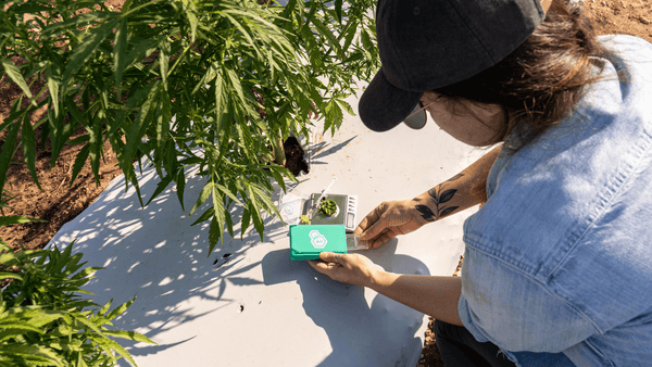 Woman testing potency of cannabis in hemp field with tcheck thc cbd potency tester