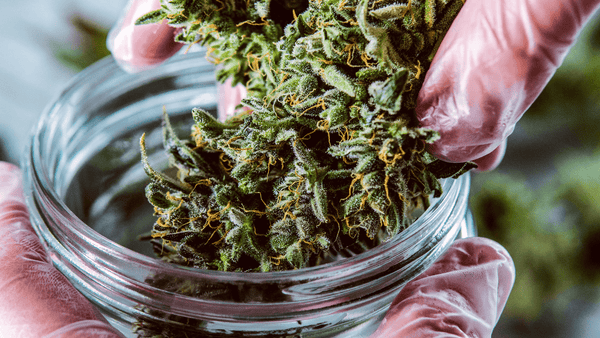 examining cannabis out of a ramekin tcheck thc cbd potency tester