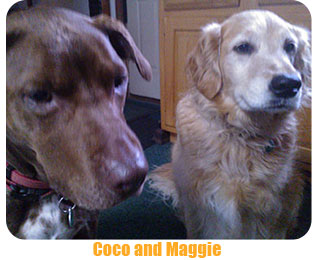 The CoatHook undercoat pet comb works on yellow labrador retrievers