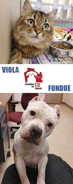 Foundation for TJO Animals cat and dog