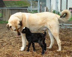 Coathook pet comb for Anatolian Shepherd Dog