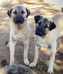 Anatolian Shepherd dogs