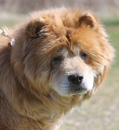 CoatHook pet comb for Pet Adoption League of New York Chow Chow Rescue
