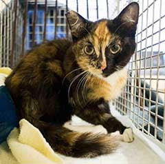 Feral calico cat with tipped ear in crate