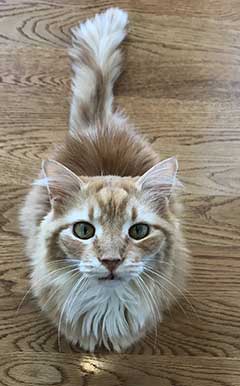 Marmalade cat looking up at camera from the floor