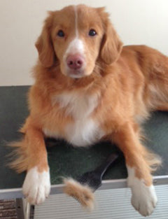 nova scotia duck tolling retreiver