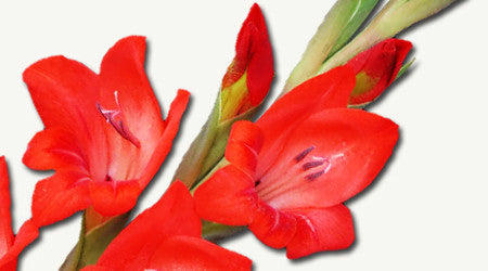 Docena de Gladiola Roja – Florería Martha