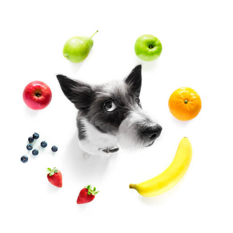 Freeze Dried Fruit for pets