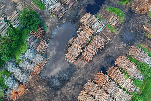 The Problem with Fast Furniture: Bird's Eye View of Wood Pile