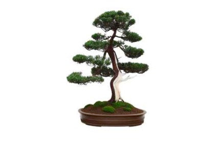 Bonsai Tree