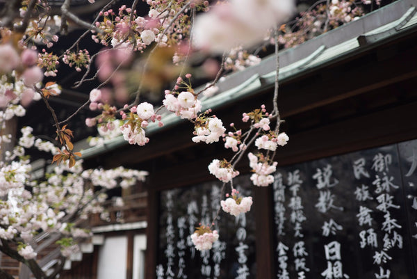 Cherry Blossoms on a Japanese Temple