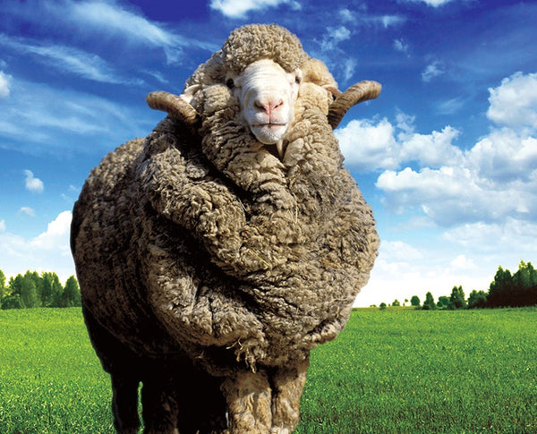 Merino Sheep