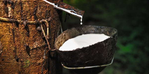 Organic and Natural Latex Harvested from Rubber Trees