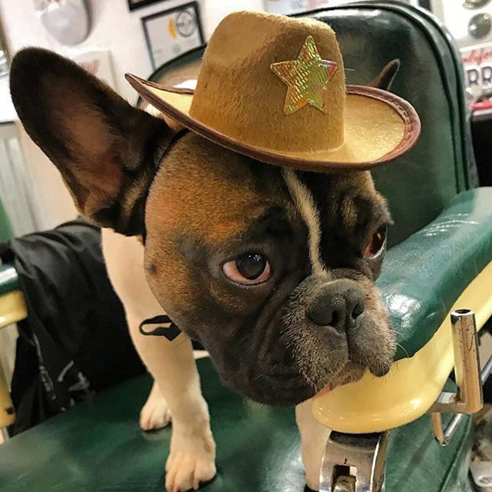 Dog wearing a cowboy Hate on a green barber chair