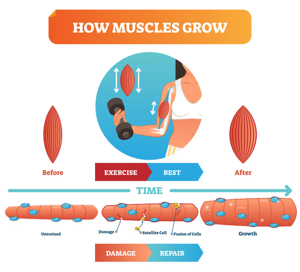 Why Your Muscles Need to Rest and Repair After a Workout – Super Good Stuff