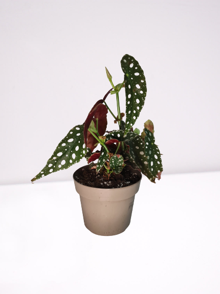 Begonia Maculata – Replantando