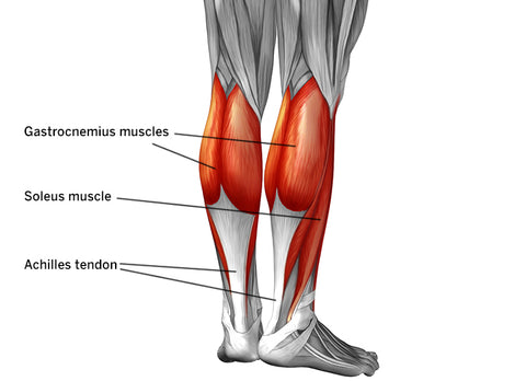 Kuitspier anatomie