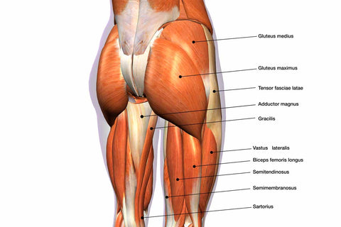 gluteus anatomie