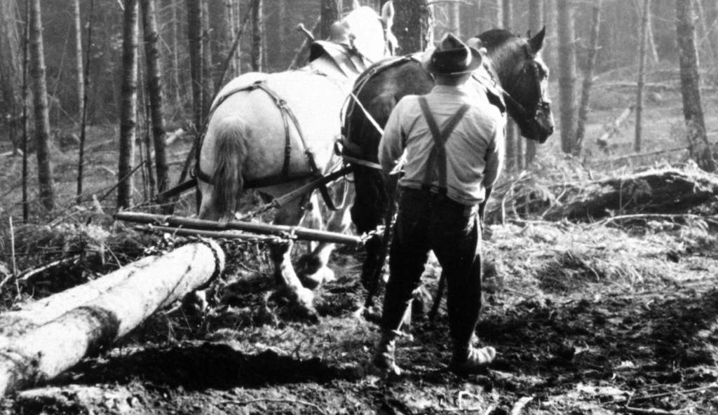 Ol' Time Logger Skidding Logs with a Horse Drawn Skidder