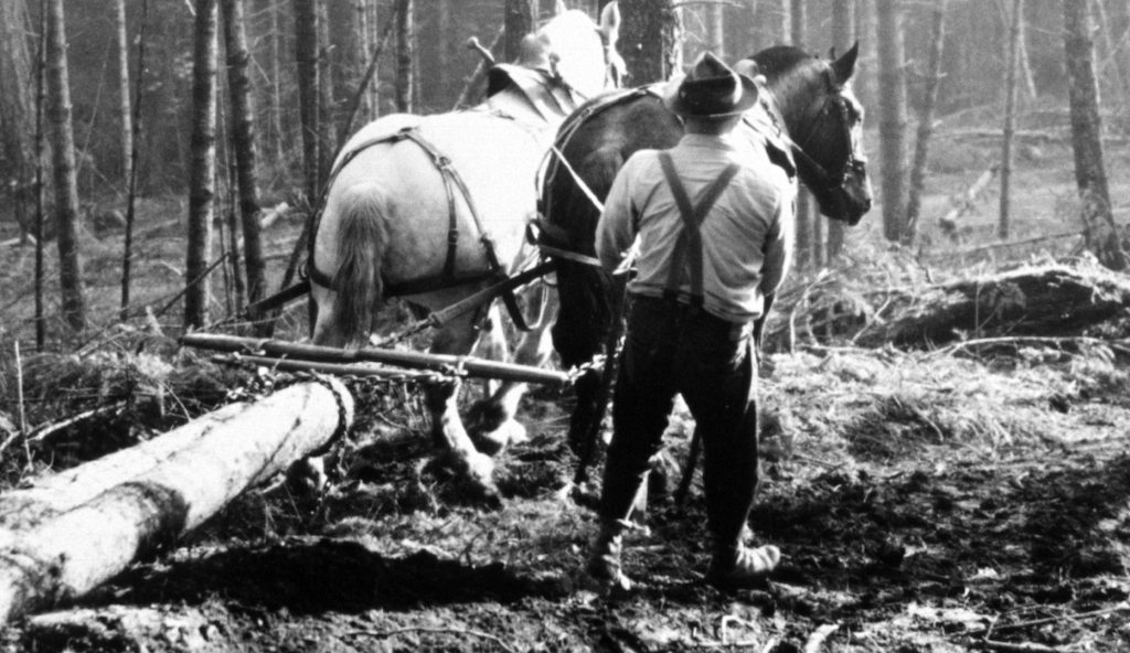 Ol' Time Logger débardage des bûches avec un débusqueur tiré par des chevaux