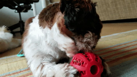 Brinquedo Estimulante Para Cães – Elzestore_Oficial