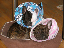 French Bulldogs wearing elizabethan collars