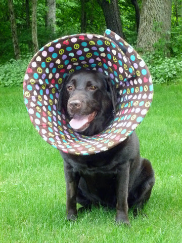 Chocolate Lab wearing a soft elizabethan collar