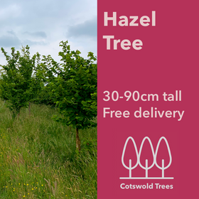 Picture of Hazel tree (Corylus avellana) pot grown - Free delivery