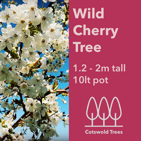 Picture of Wild Cherry tree (Prunus avium) pot grown - Free delivery