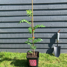 Picture of Rowan tree - Mountain Ash tree (Sorbus aucuparia) in a pot - Free delivery