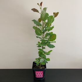 Picture of Alder tree (Alnus glutinosa) pot grown - Free delivery