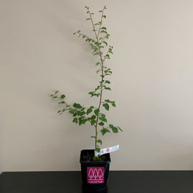 Picture of Downy Birch tree (Betula pubescens) pot grown - Free delivery