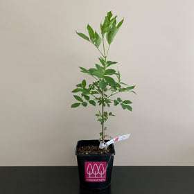 Picture of Elder (Sambucus nigra) pot grown - Free delivery