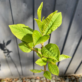 Picture of Bird Cherry tree (Prunus padus) in a pot - Free delivery