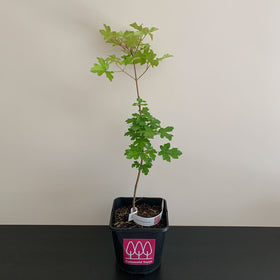 Picture of Field Maple tree (Acer campestre) pot grown