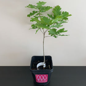 Picture of English Oak tree (Quercus robur) pot grown - Free delivery